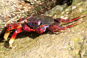 rote_Klippenkrabbe