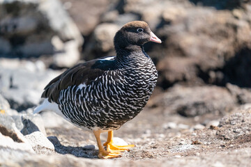 The Kelp Goose (Chloephaga hybrida)