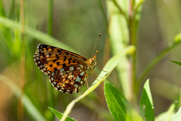 Silver-bordered Fritillary