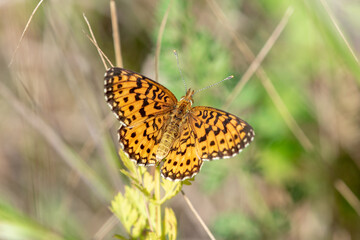 A Silver-bordered Fritillary perched on the leaf of a plant.