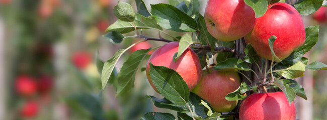 red ripe apples on tree in dutch orchard in holland