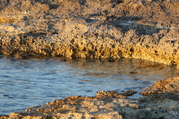 autumn leaves on the shore