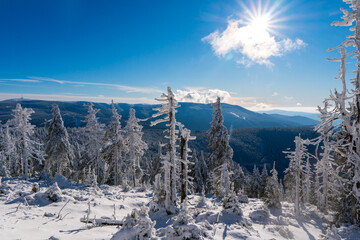Winter fir and pine forest covered with snow after strong snowfall in jeseniky czech