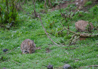 European rabbit Oryctolagus cuniculus grazing. Pilots Beach. Taiaroa Head Wildlife Reserve. Otago...