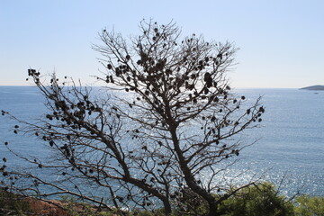 tree on the beach