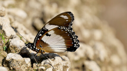 Schmetterlinge Insekten