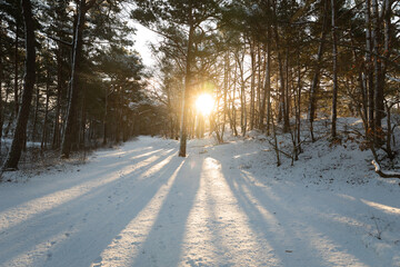schneebedeckter Küstenwald im Winter mit Sonne auf Usedom - obrazy, fototapety, plakaty