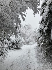 Landschaft mit Feldweg und Bäumen im Winter mit Schnee