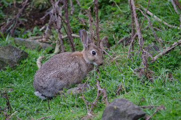 European rabbit Oryctolagus cuniculus. Pilots Beach. Taiaroa Head Wildlife Reserve. Otago Peninsula. Otago. South Island. New Zealand.