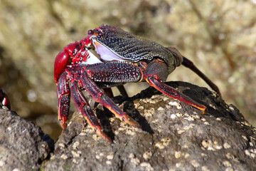 rote_Klippenkrabbe