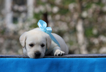 yellow labrador puppy on the blue