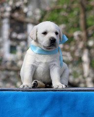 a yellow labrador puppy on the blue