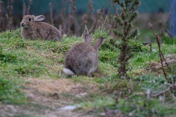European rabbits Oryctolagus cuniculus. Pilots Beach. Taiaroa Head Wildlife Reserve. Otago Peninsula. Otago. South Island. New Zealand.