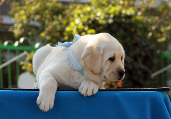 nice yellow labrador puppy on the blue