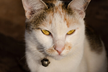 Close up a cat portrait