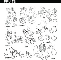 Collection of different fresh season fruits on white