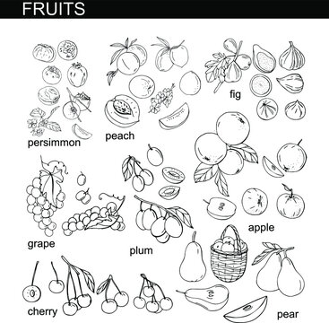Collection of different fresh season fruits on white