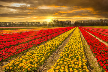 Dutch landscape near Lisse with yellow and orange blooming tulips and colorful sunset