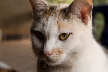 Close up a cat portrait