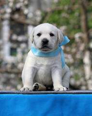 yellow labrador puppy on the blue