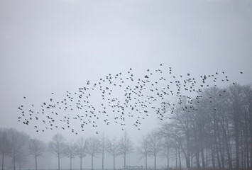 swarm of starlings in dutch winter landscape with trees