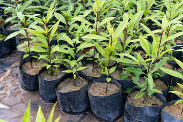 Seedlings are grown in the nursery bag
