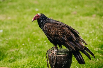 bird of prey