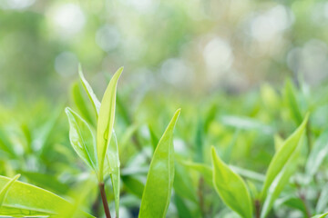 Fototapeta na wymiar Closeup green leaf on blurred greenery background. with copy space