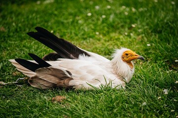Vulture in grass