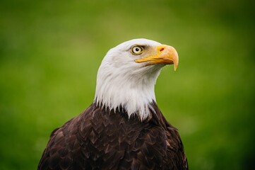 Eagle in grass
