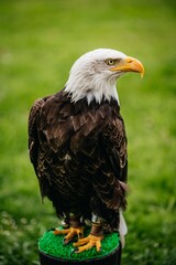 Eagle in grass
