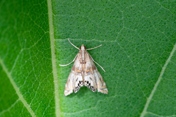 Two-banded Petrophila Moth