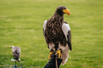 Steller's sea eagle