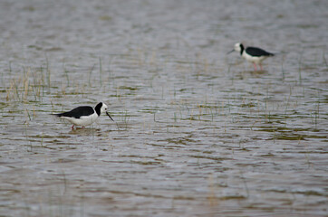 Pied stilts Himantopus leucocephalus. Hoopers Inlet. Otago Peninsula. Otago. South Island. New Zealand.