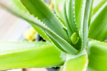 Aloe vera plante medicinale 