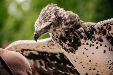 bird of prey