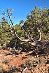 Fototapeta na wymiar Some of the 19 tree species in the Grand Canyon include the ponderosa pine, Utah juniper, alligator juniper, Colorado pinyon.