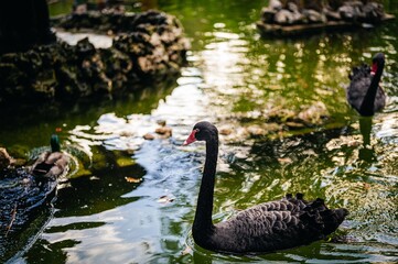 black swan on the lake