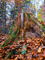 Old tree stump sprinkled with fallen leaves in the autumn forest