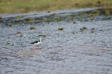 Pied stilt Himantopus leucocephalus. Hoopers Inlet. Otago Peninsula. Otago. South Island. New Zealand.