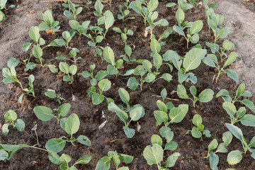 Fresh organic Chinese kale vegetable plant grow at vegetable garden