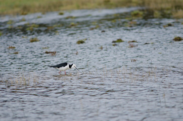 Pied stilt Himantopus leucocephalus. Hoopers Inlet. Otago Peninsula. Otago. South Island. New Zealand.