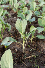 Fresh organic Chinese kale vegetable plant grow at vegetable garden