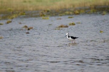 Pied stilt Himantopus leucocephalus. Hoopers Inlet. Otago Peninsula. Otago. South Island. New Zealand.
