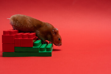 hamster goes down the stairs on red background