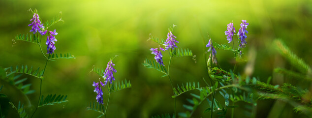 Polka dot mouse green flower background. landscape with purple flowers evening bright sun rays.