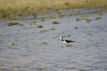 Pied stilt Himantopus leucocephalus. Hoopers Inlet. Otago Peninsula. Otago. South Island. New Zealand.