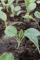 Fresh organic Chinese kale vegetable plant grow at vegetable garden