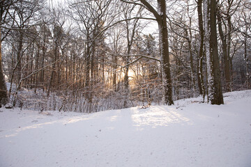 Schnee im Küstenwald an der Ostsee am frühen Morgen