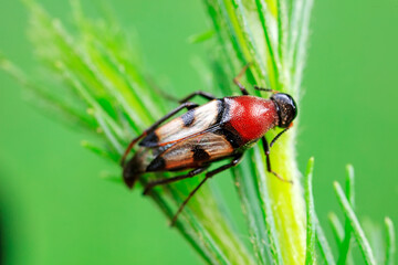 Fleas live on wild plants, North China